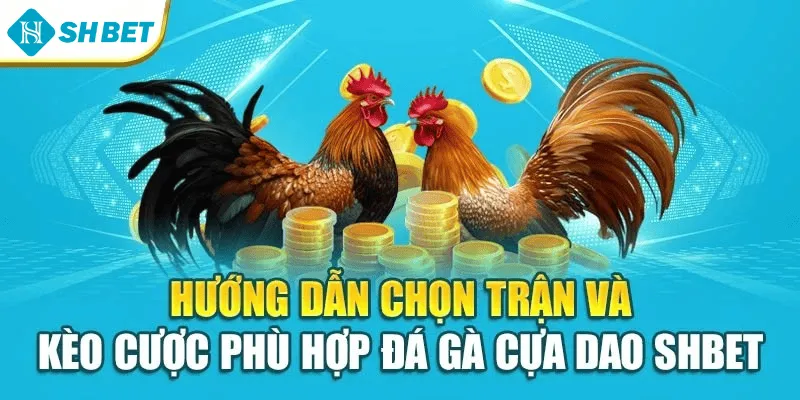 Hướng dẫn chọn trận và kèo cược phù hợp Đá gà cựa dao SHBET